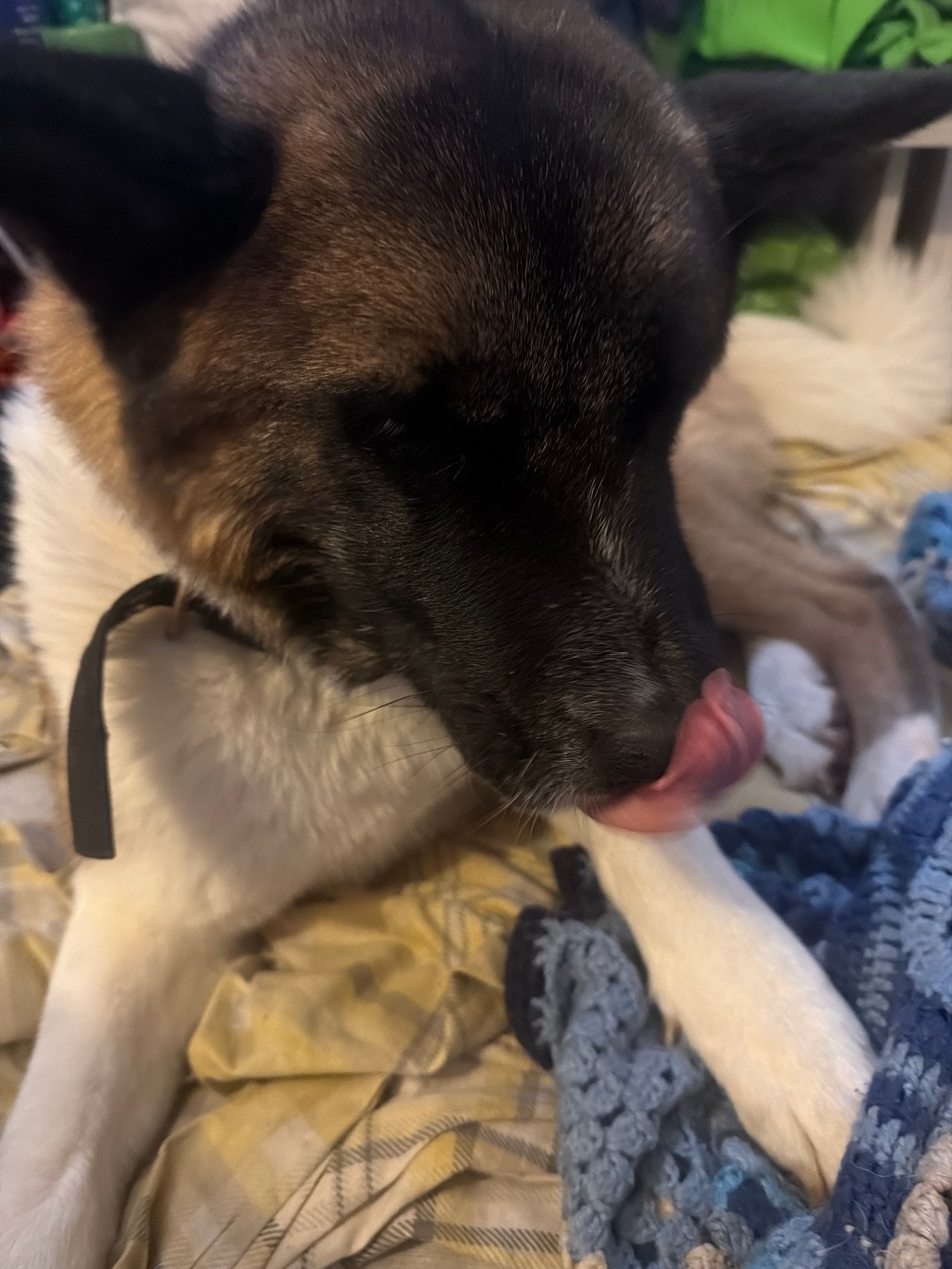 Erin Friendly 3 Year Old American Akita