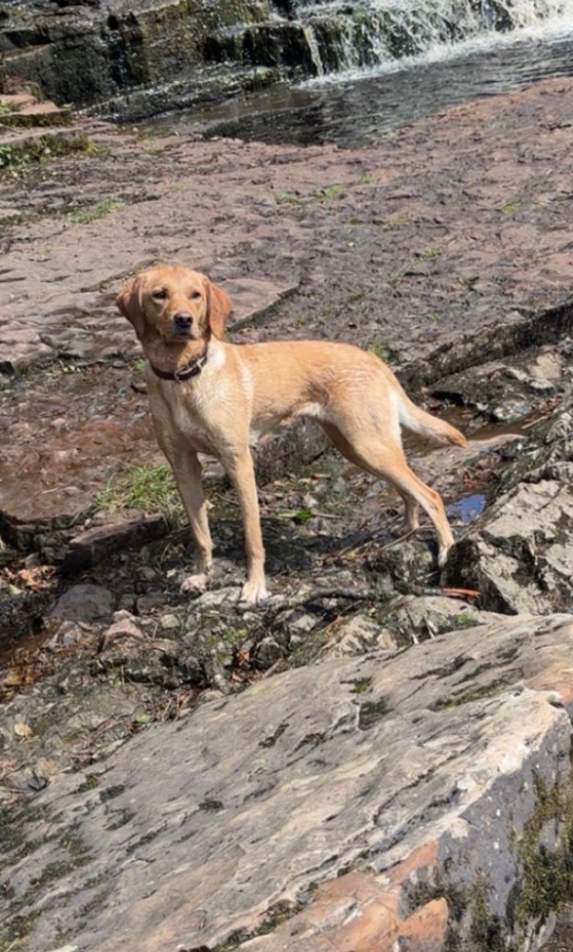 Gorgeous Labrador Puppies For Sale