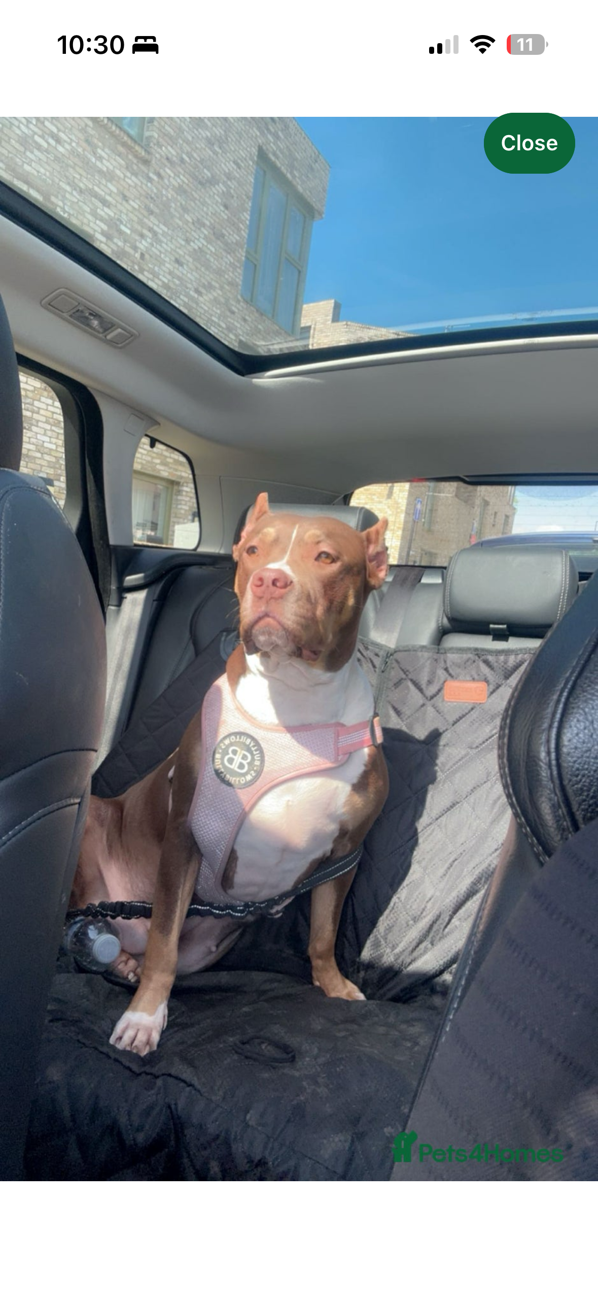 Roxy 4 Year Old Friendly Family Dog