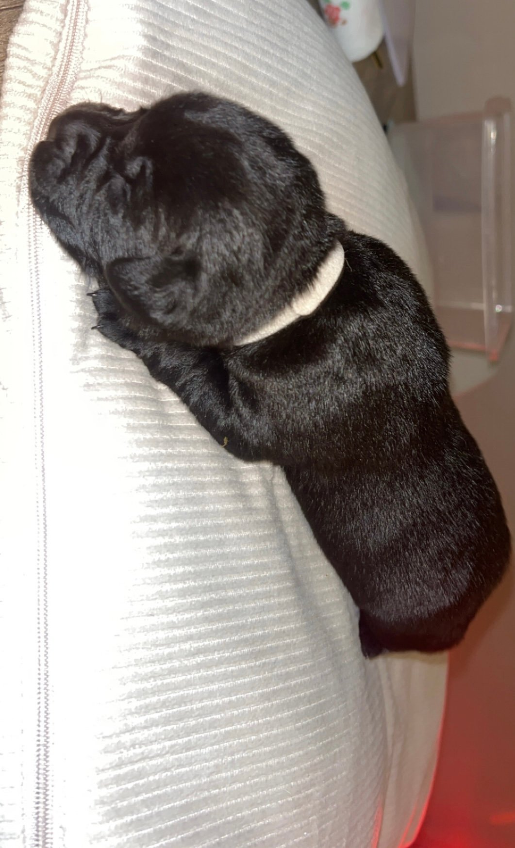 Gorgeous Labrador Puppies For Sale