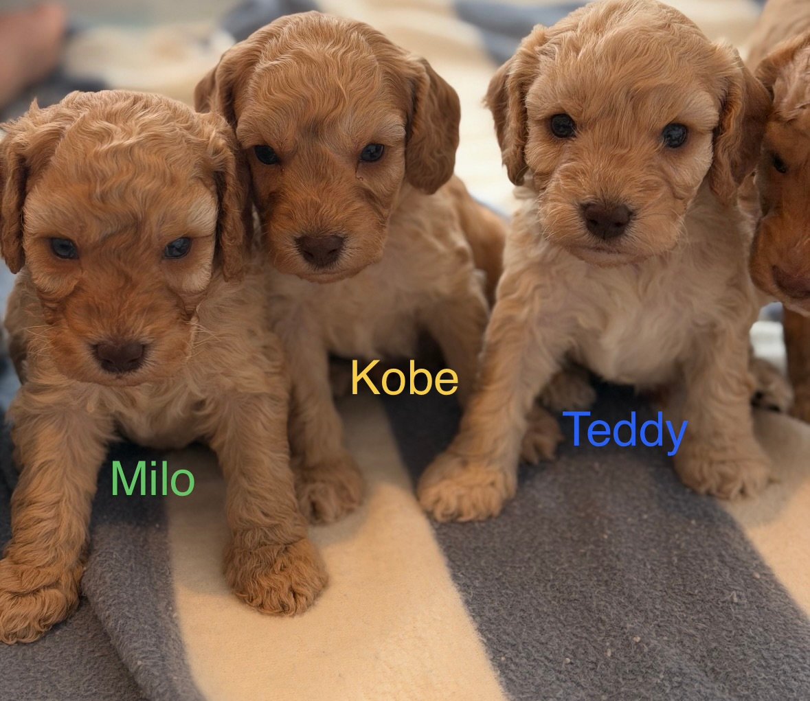 Beautiful Cockapoo Puppies Available