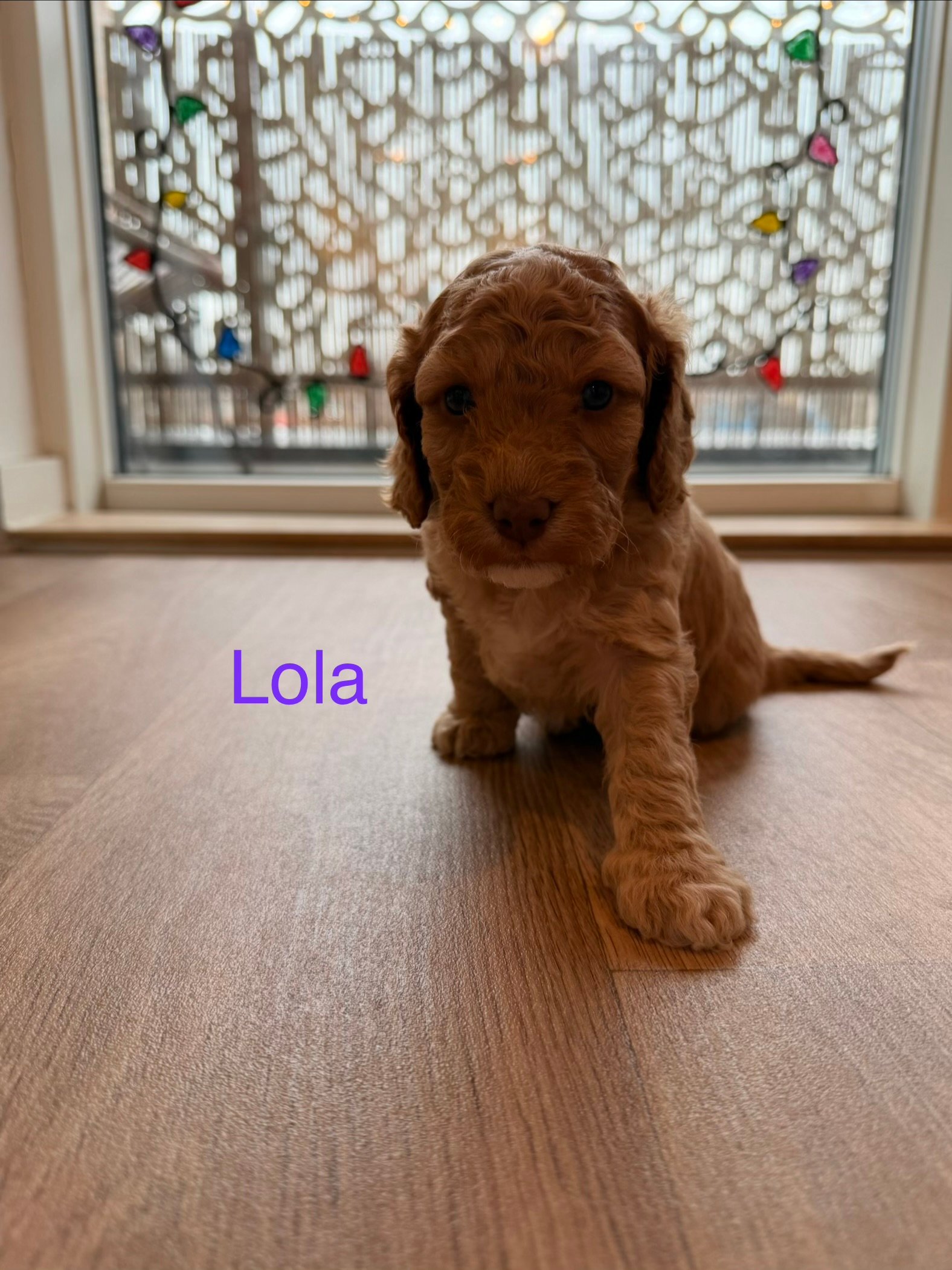 Beautiful Cockapoo Puppies Available