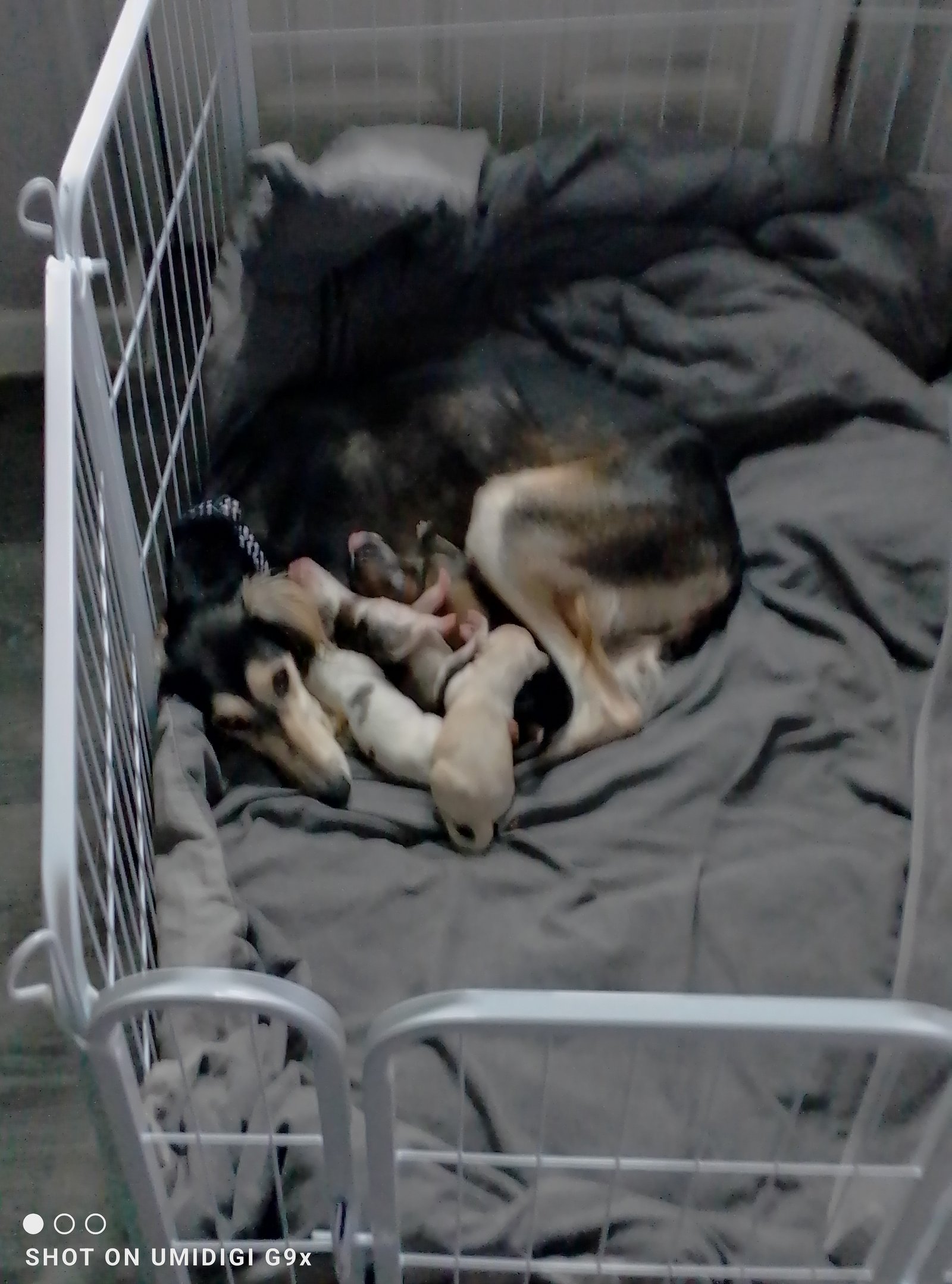 Beautiful Saluki Puppies  One Off Litter