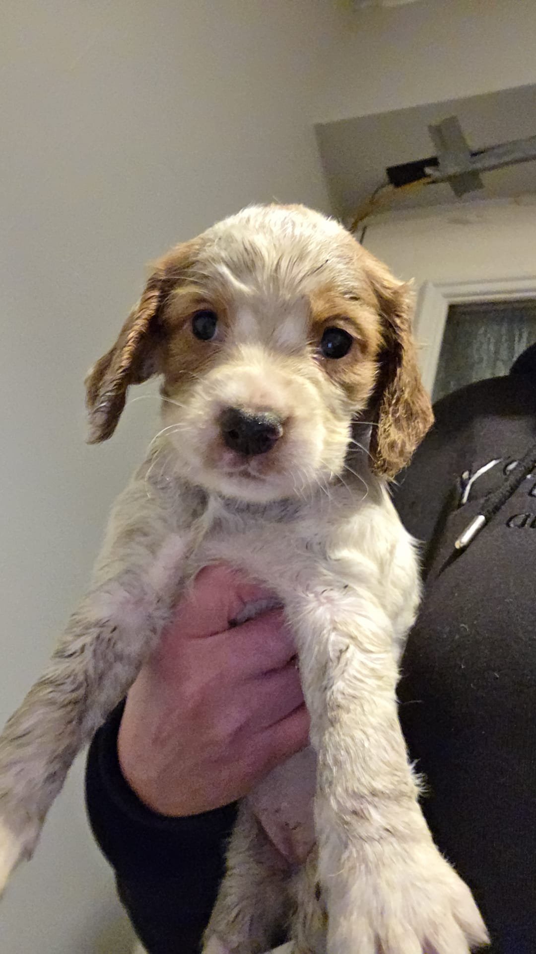 Beautiful Cocker Spaniel Puppies