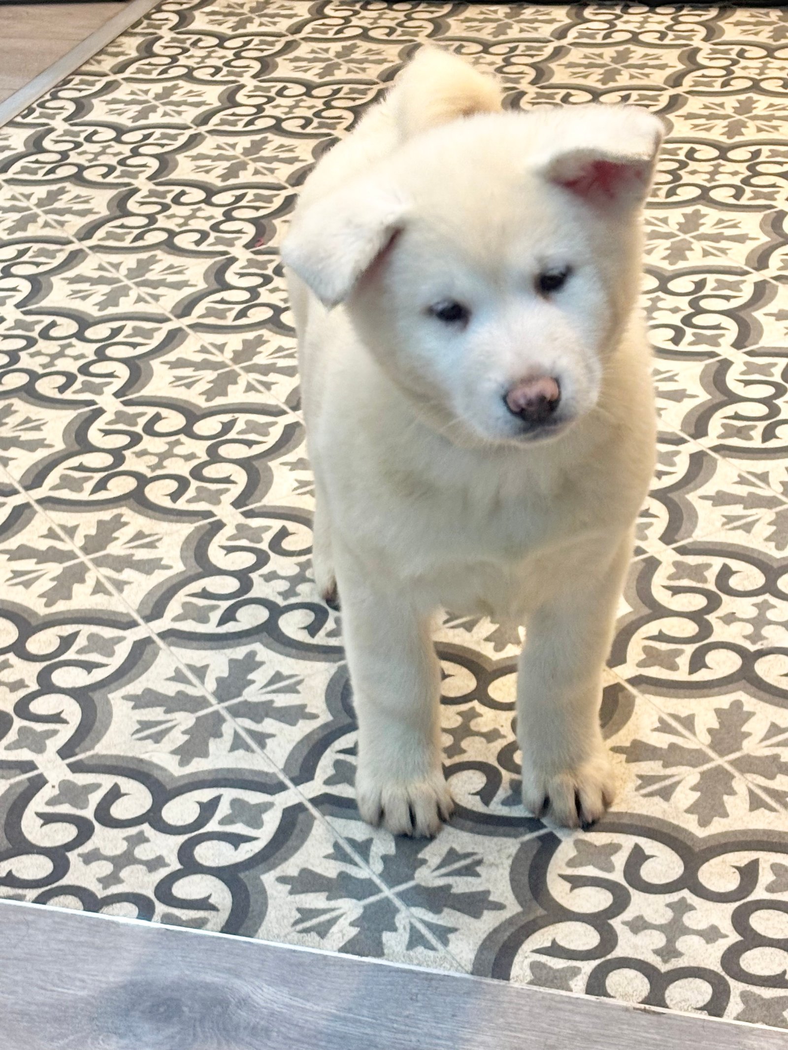 Japanese Akita Inu Puppies
