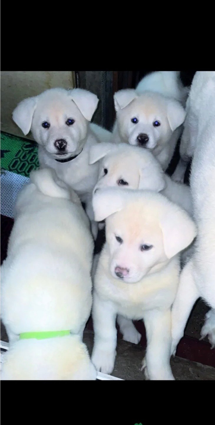 Japanese Akita Inu Puppies