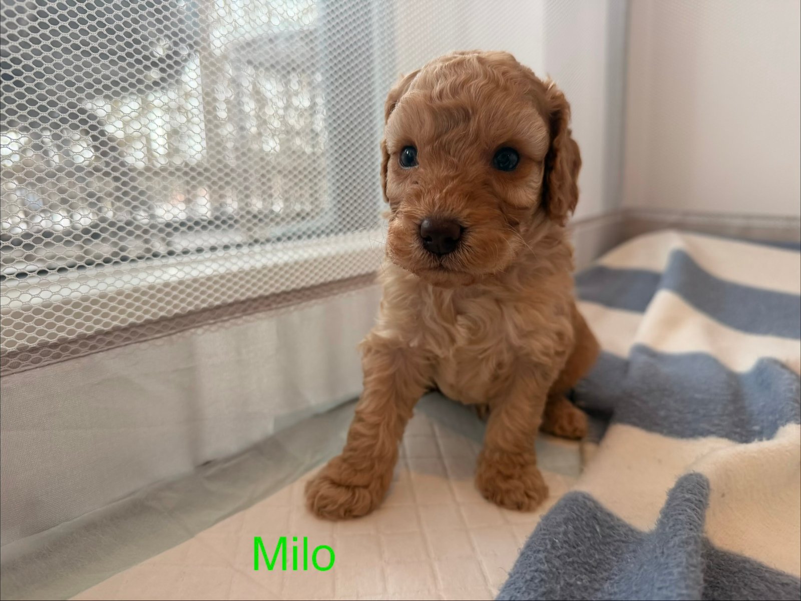 Beautiful Cockapoo Puppies Available