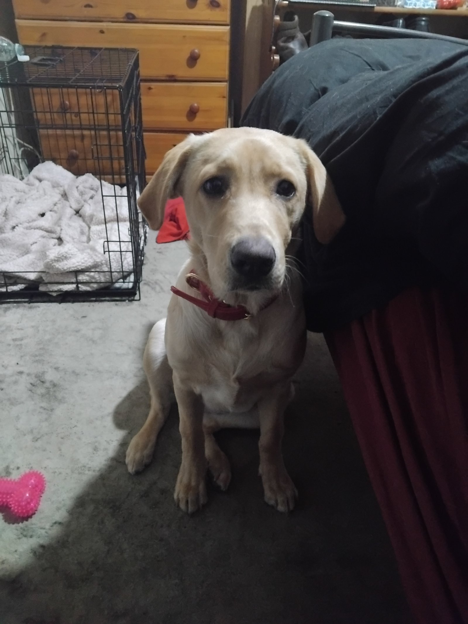 Trained Female Dog for Adoption