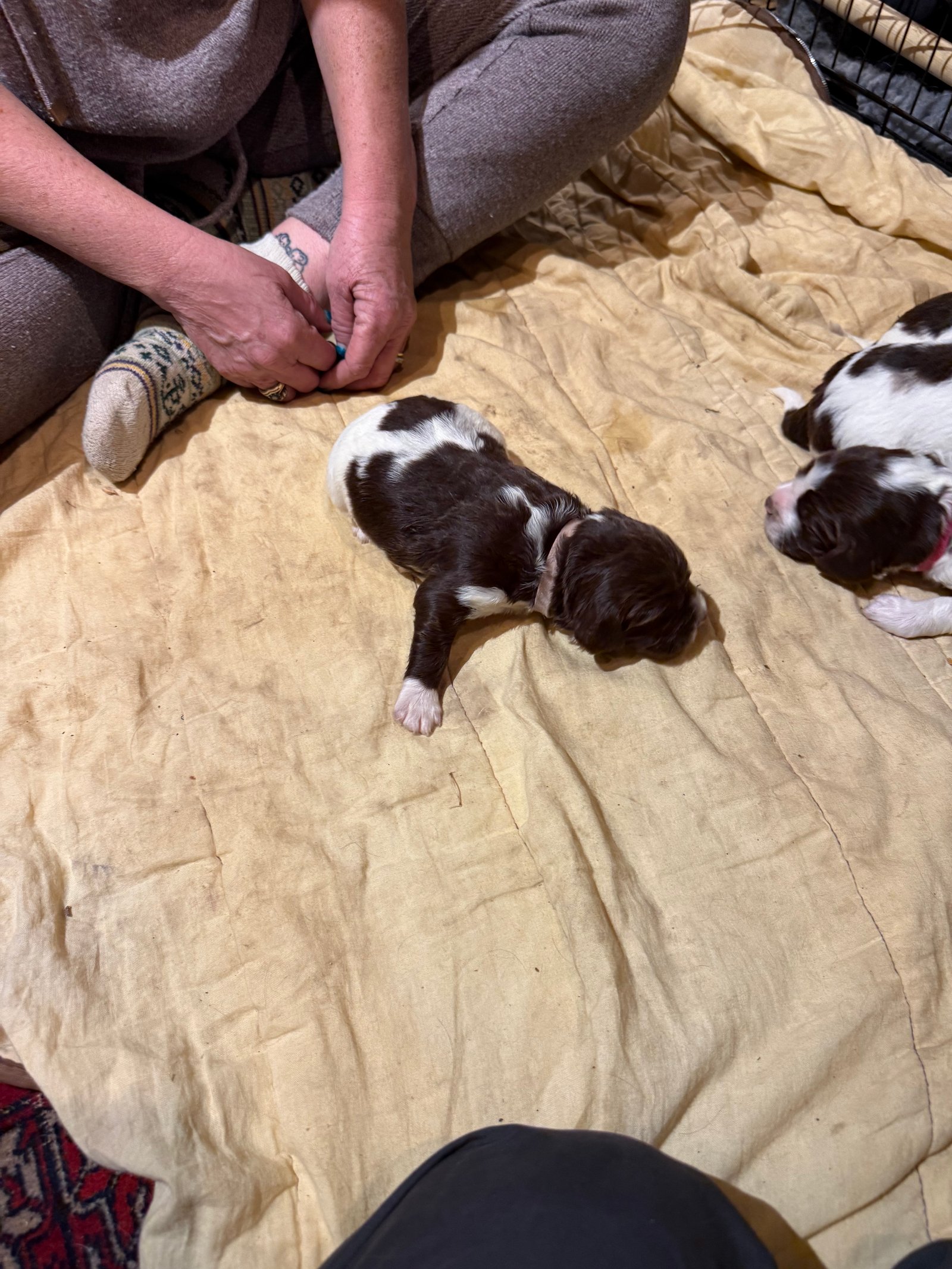English Springer Spaniel Puppies for Sale