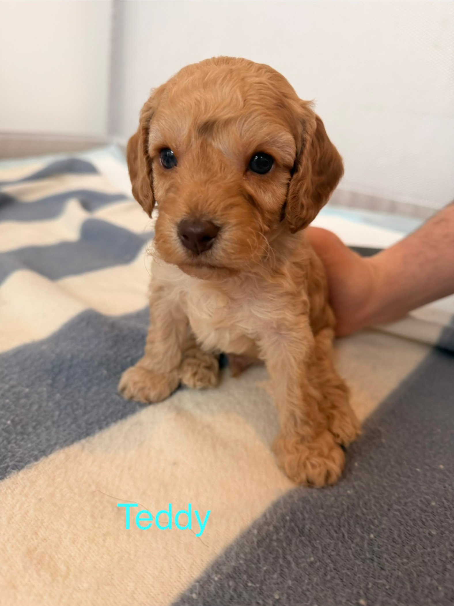 Beautiful Cockapoo Puppies Available