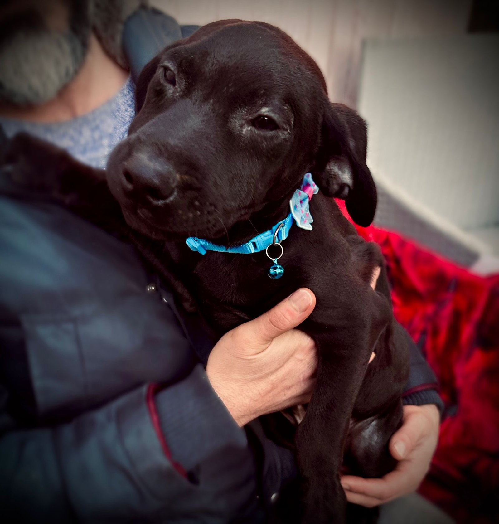 KC Registered Labrador Puppies Home Raised, Well Socialised & Family Friendly