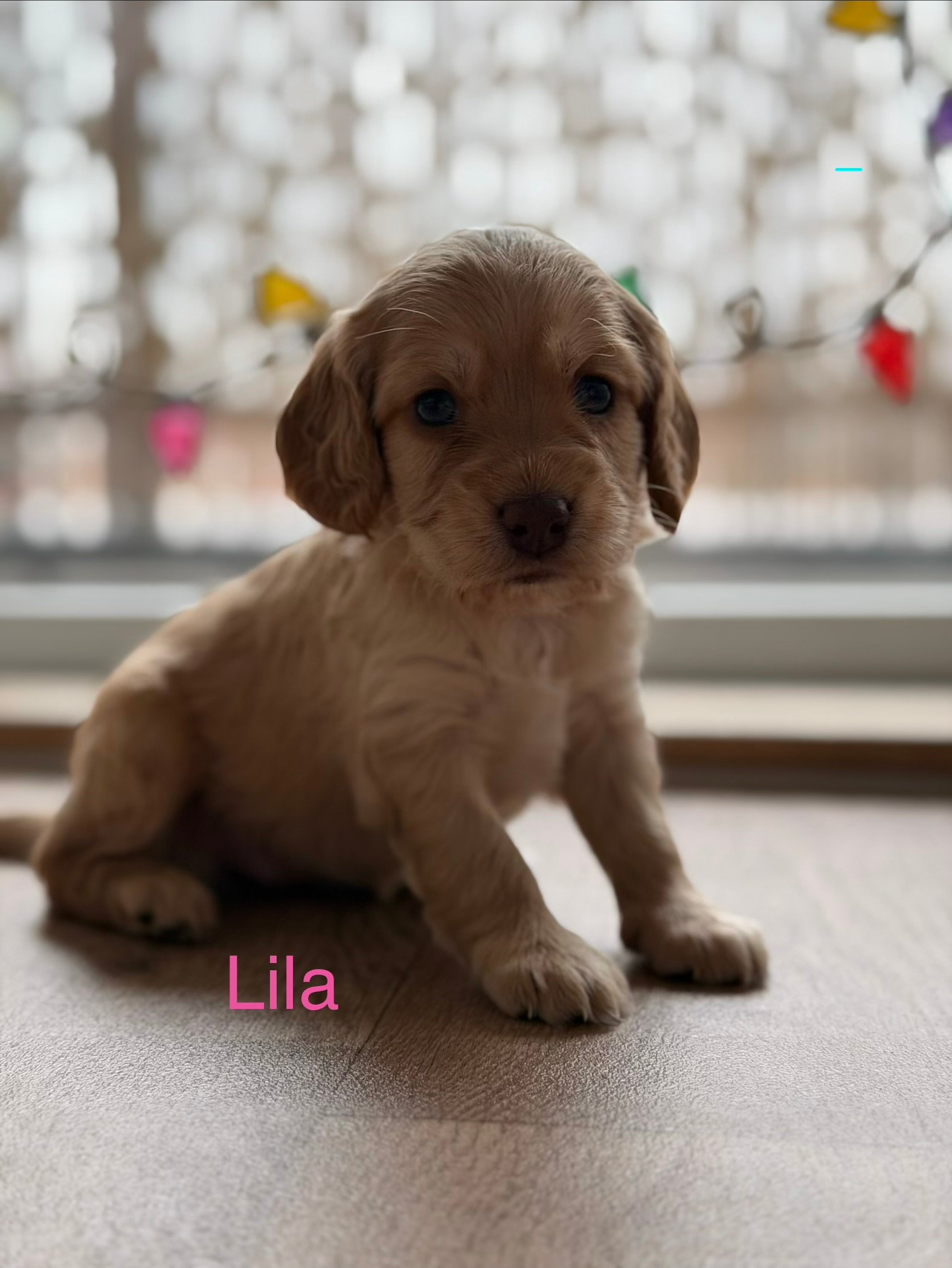 Beautiful Cockapoo Puppies Available