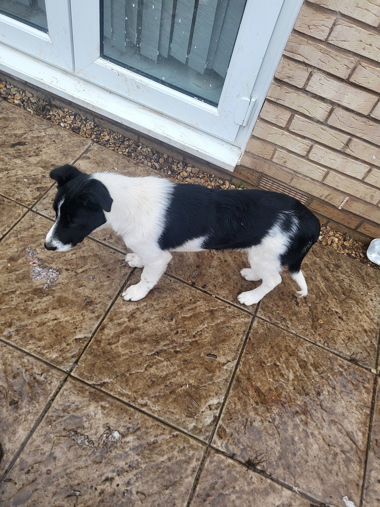 Border Collie Puppy for Adoption Intelligent Fast Learner Loving Dog