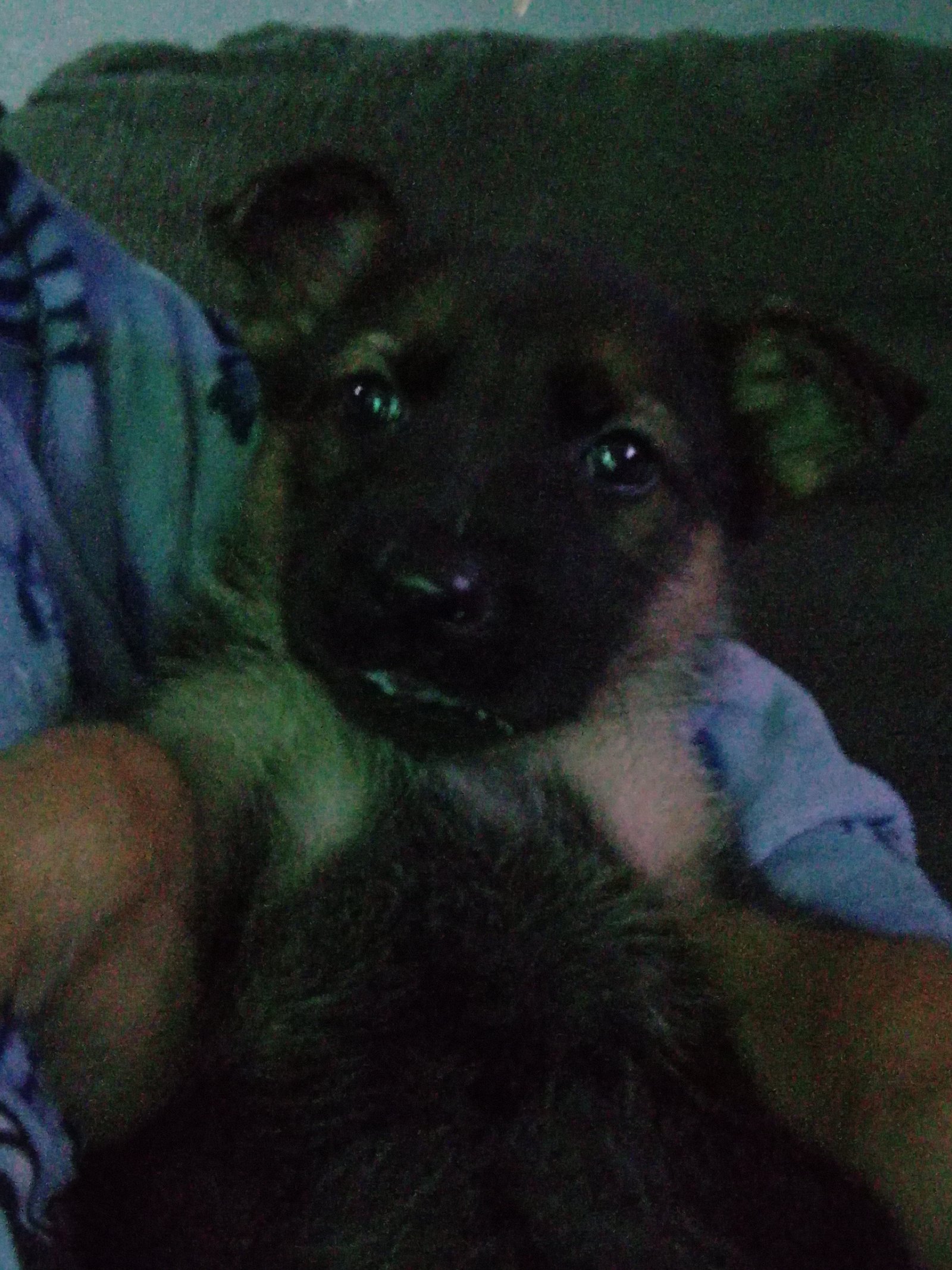 German Shepherd Female Puppy 8 Weeks Old Loving and Playful
