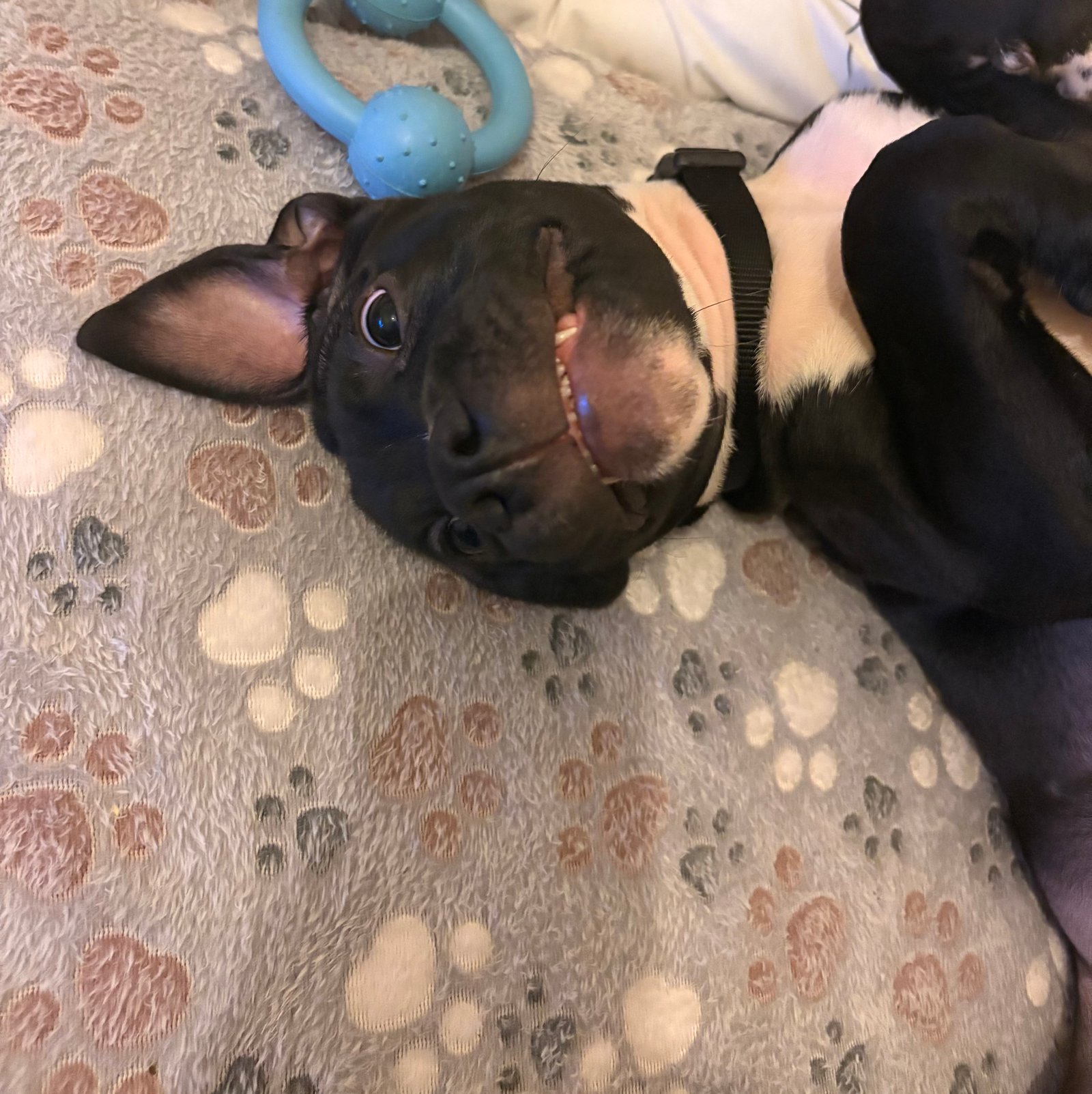 Staffordshire Bull Terrier Puppy