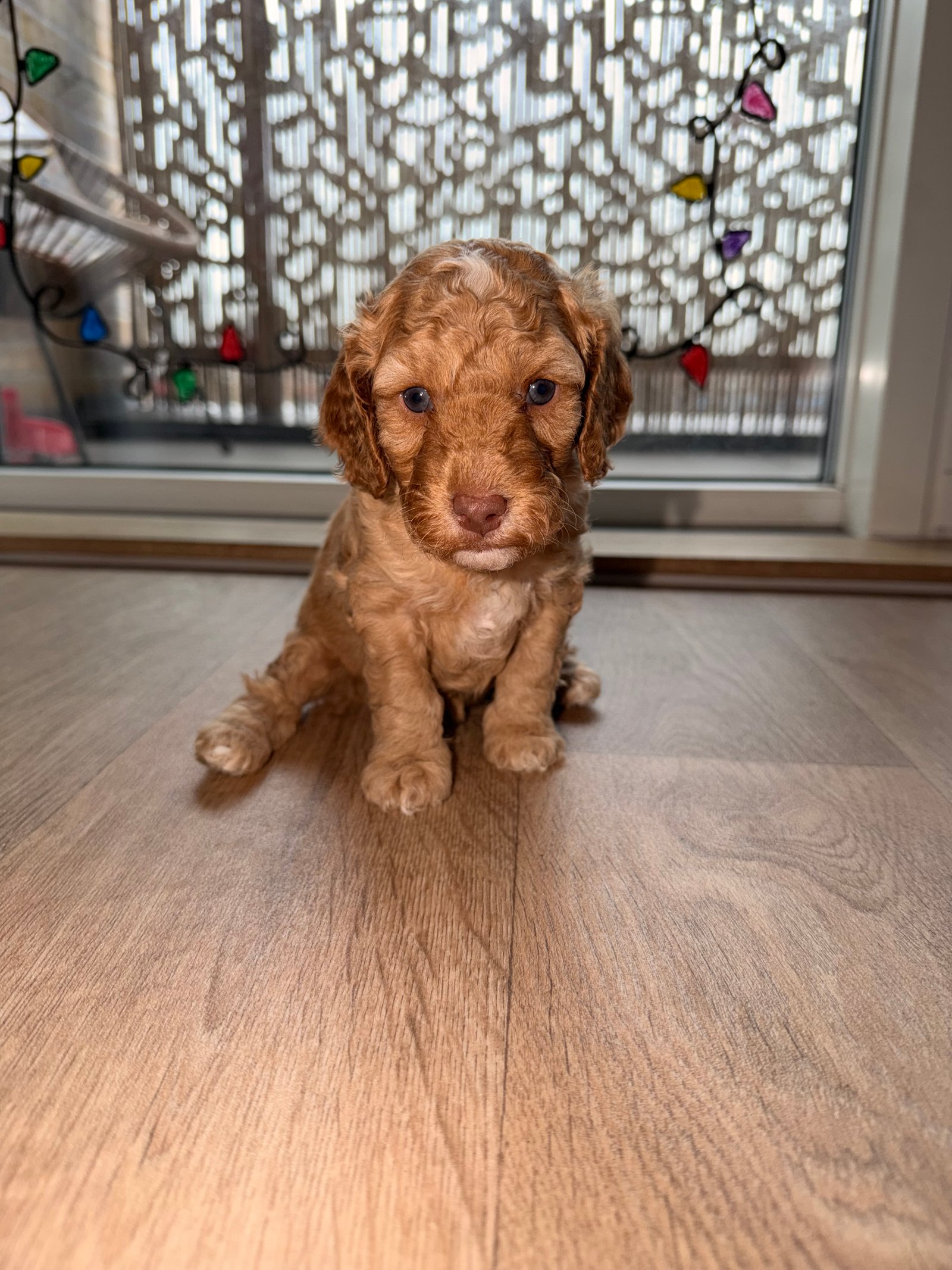 Beautiful Cockapoo Puppies Available