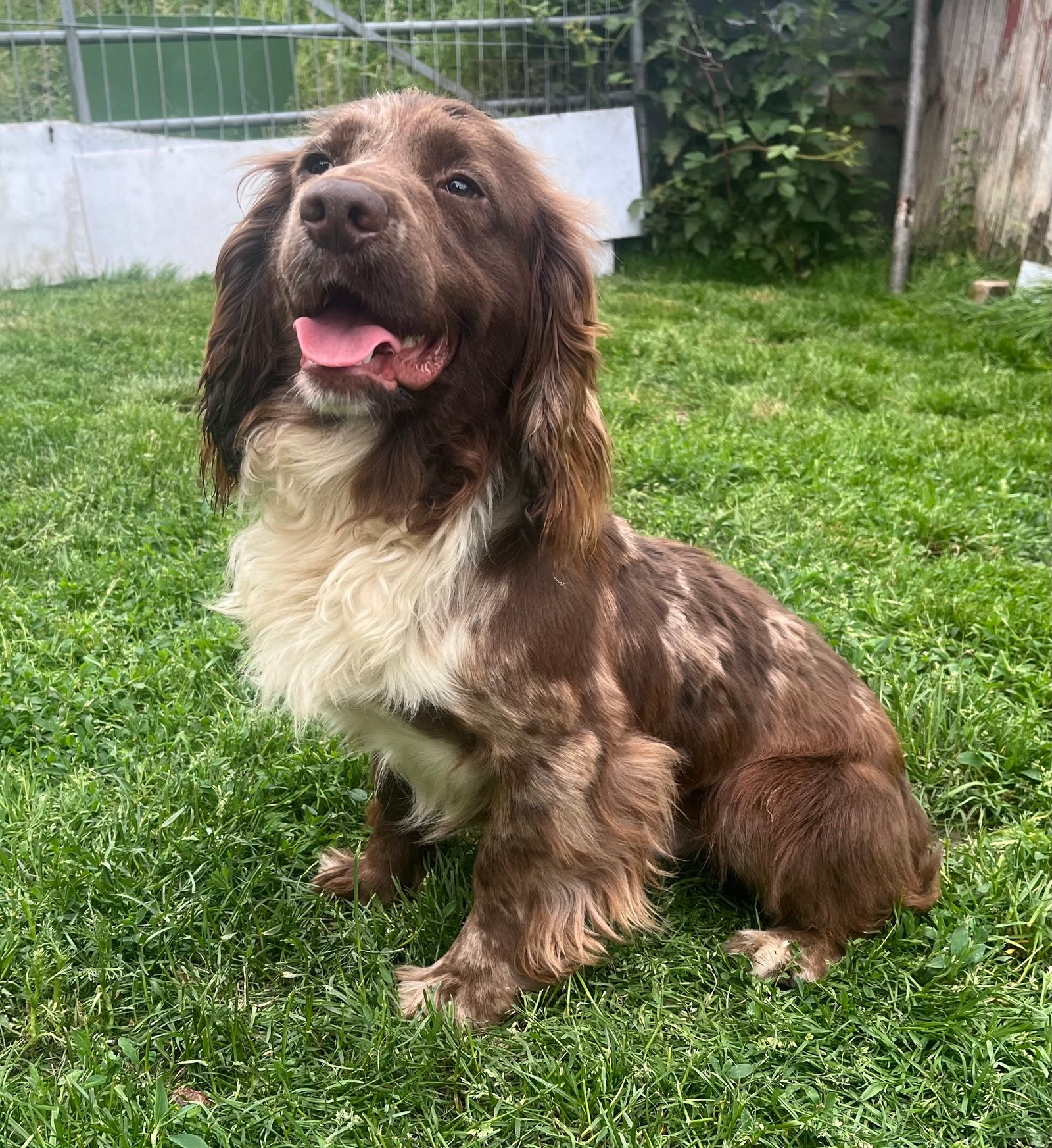Fox Red Cocker Spaniel At Stud