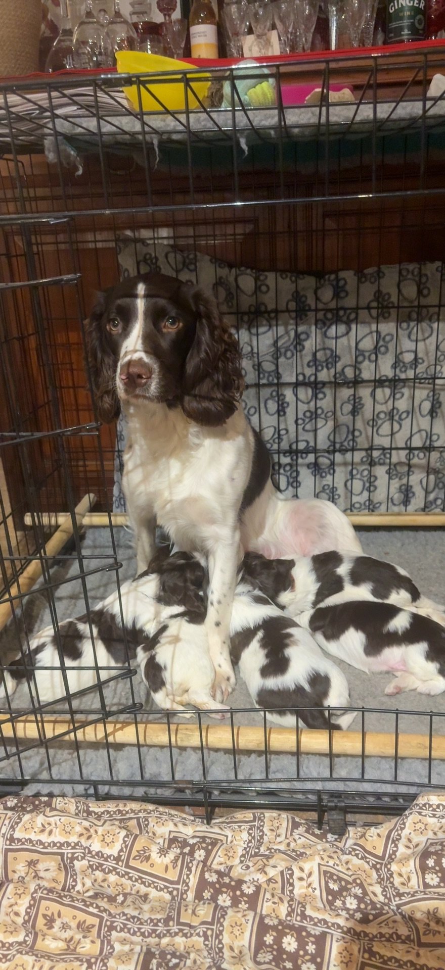 English Springer Spaniel Puppies for Sale