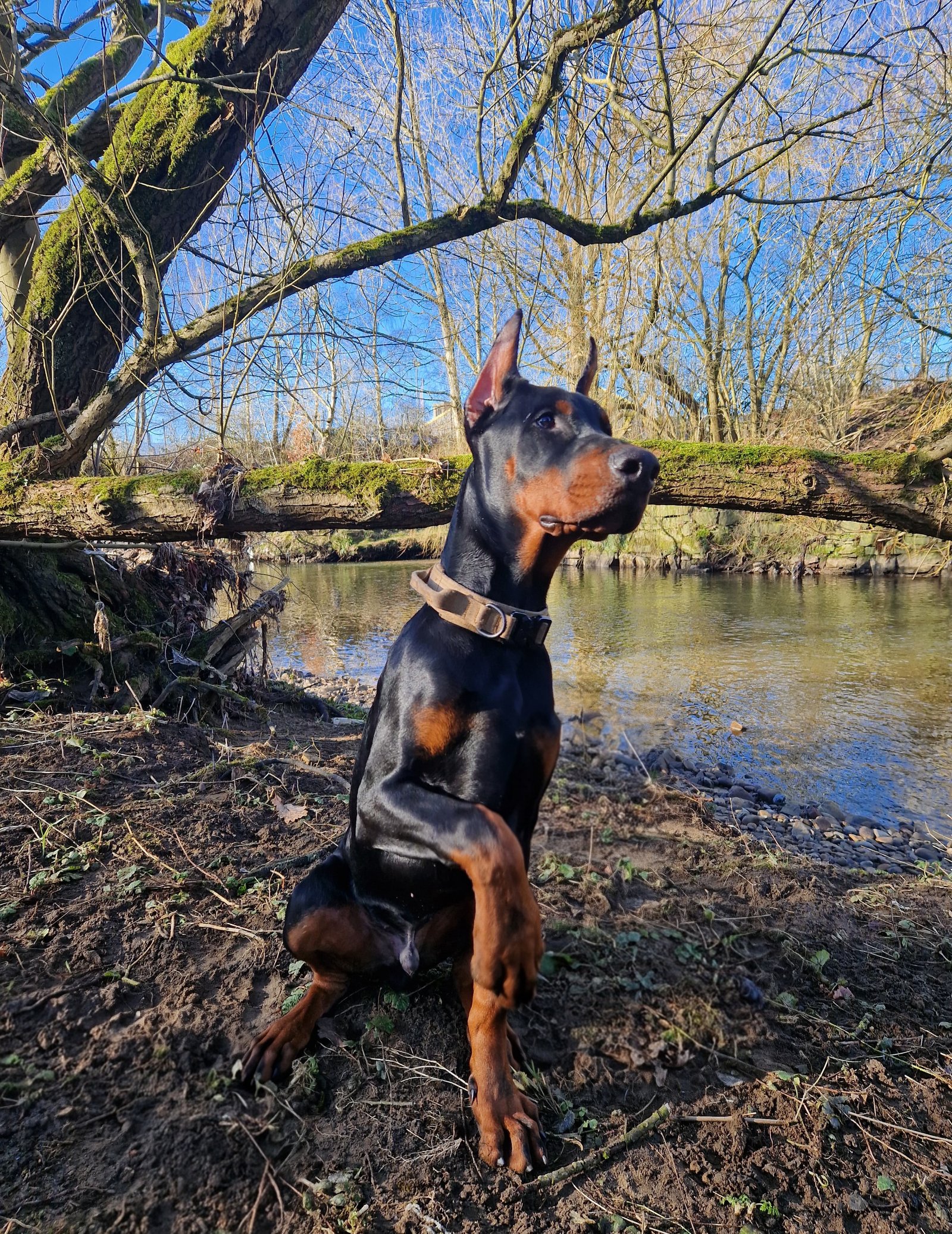 European Doberman for Rehoming FCI Registered Kobe