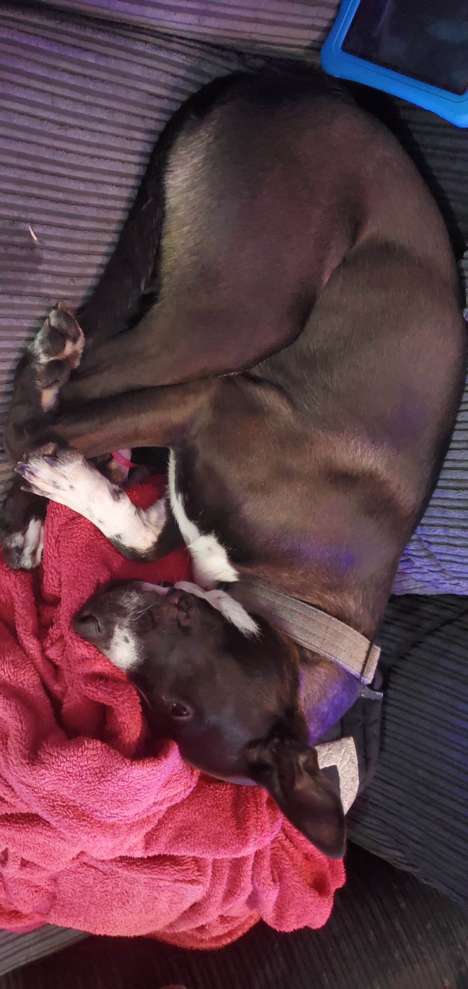 Affectionate 23 Month Old Male Dog Great With Kids