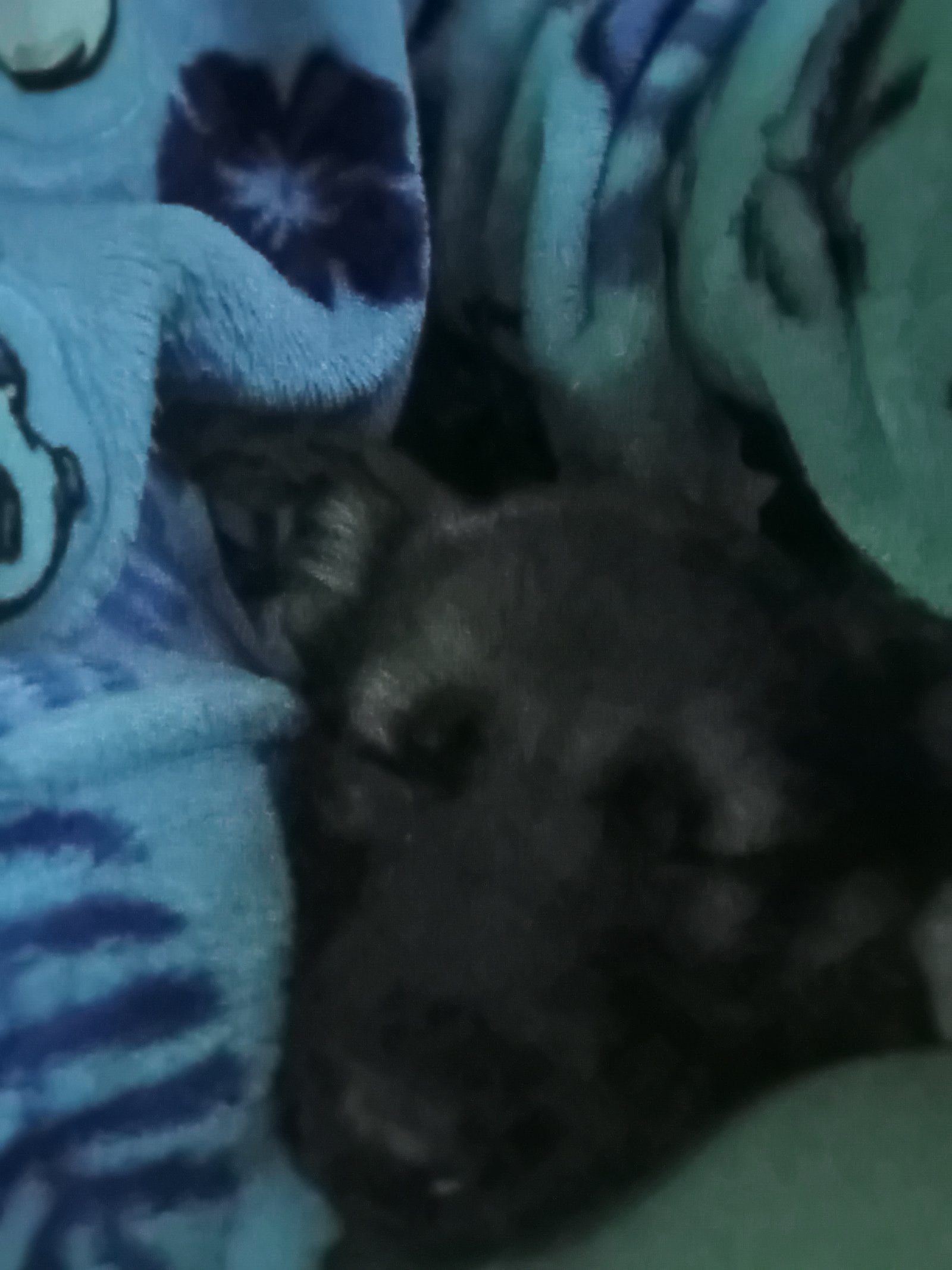 German Shepherd Female Puppy 8 Weeks Old Loving and Playful