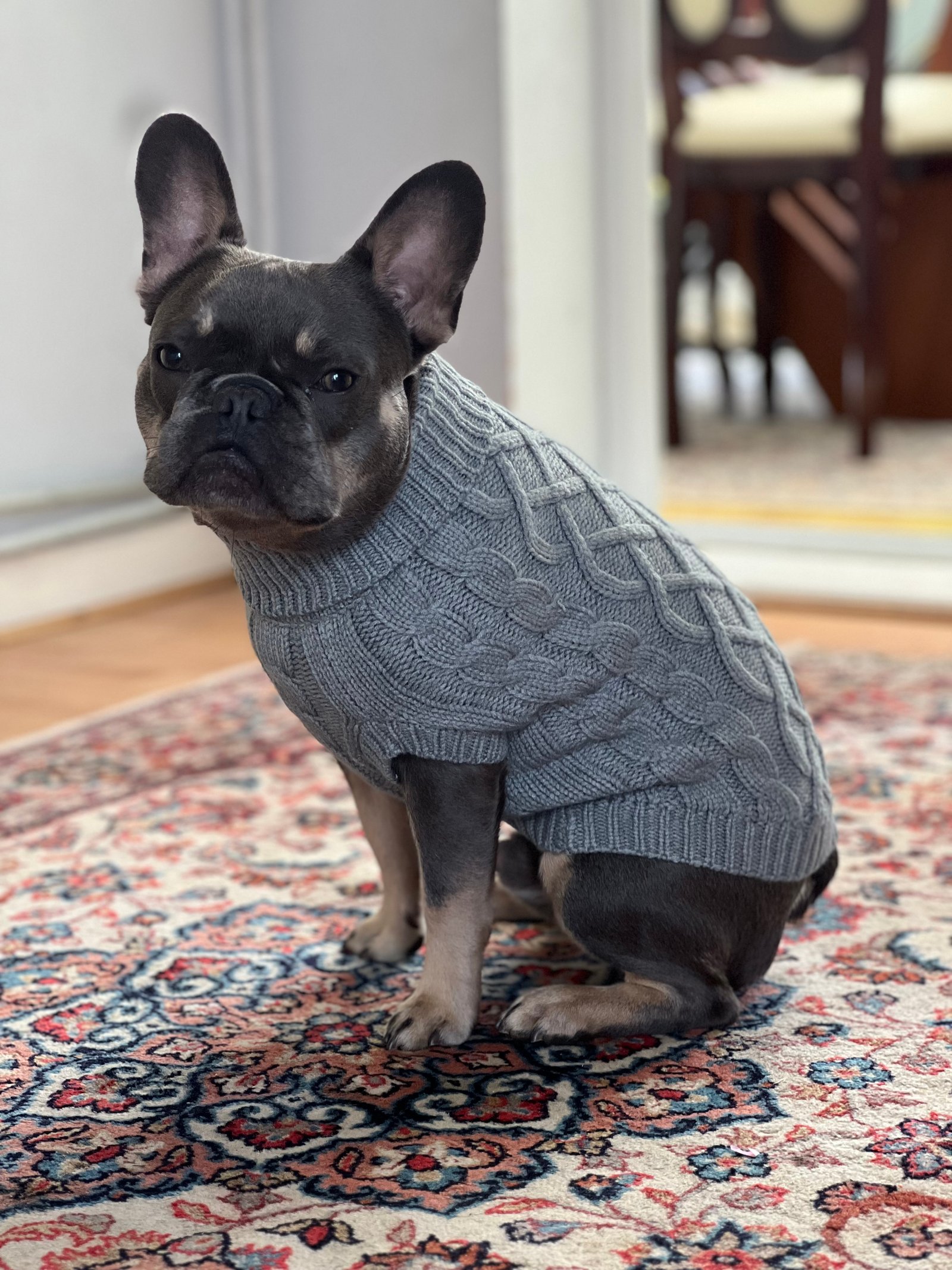 Cute French Bulldog for Sale