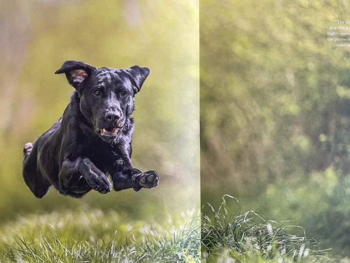 KC Reg, Fully Health Tested, Fox Red Labrador