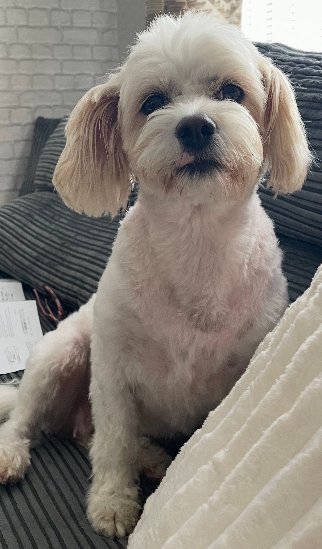 Cavachon x Sprollie Puppies – Intelligent, Active & Family Raised