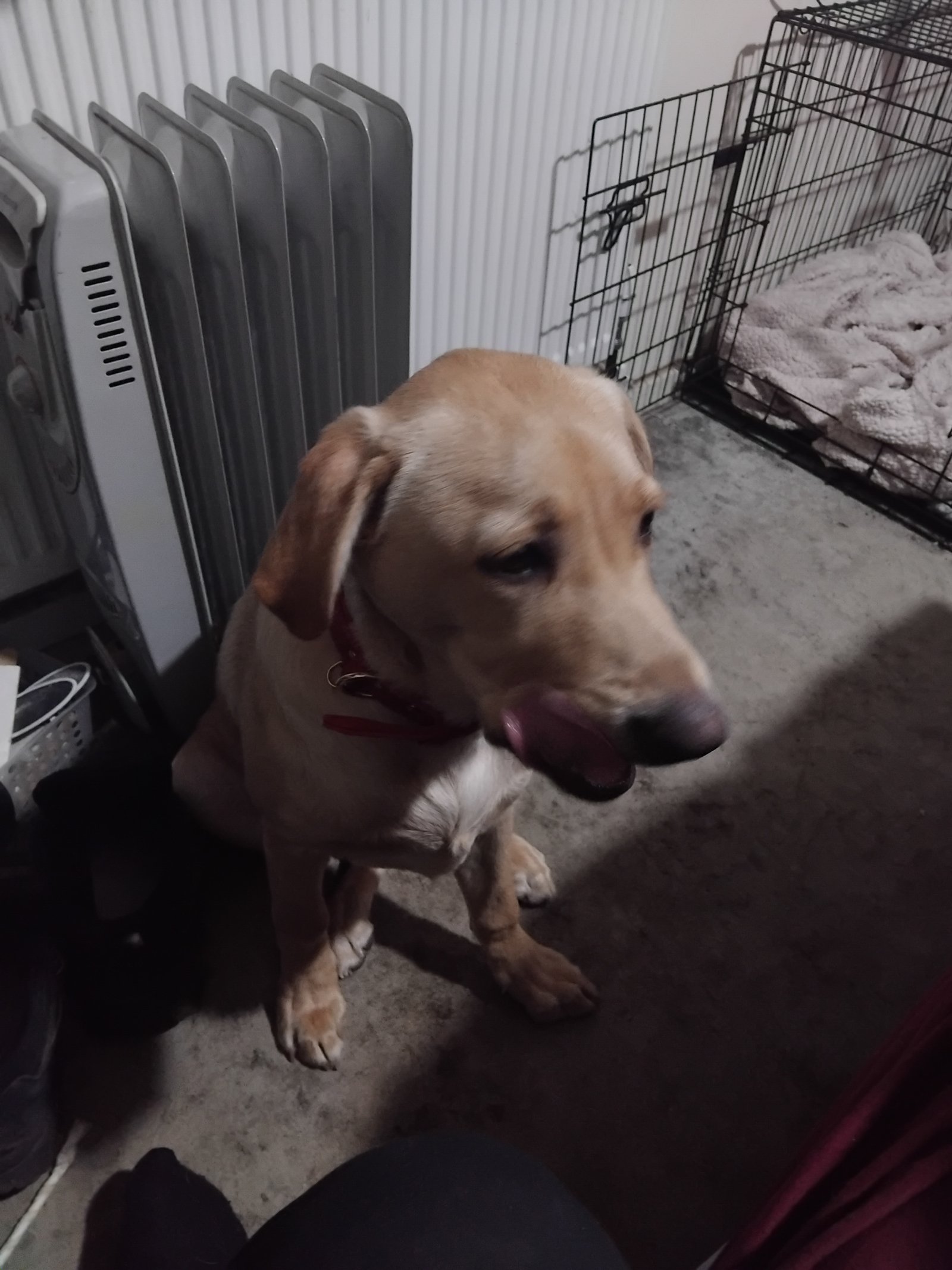 Trained Female Dog for Adoption