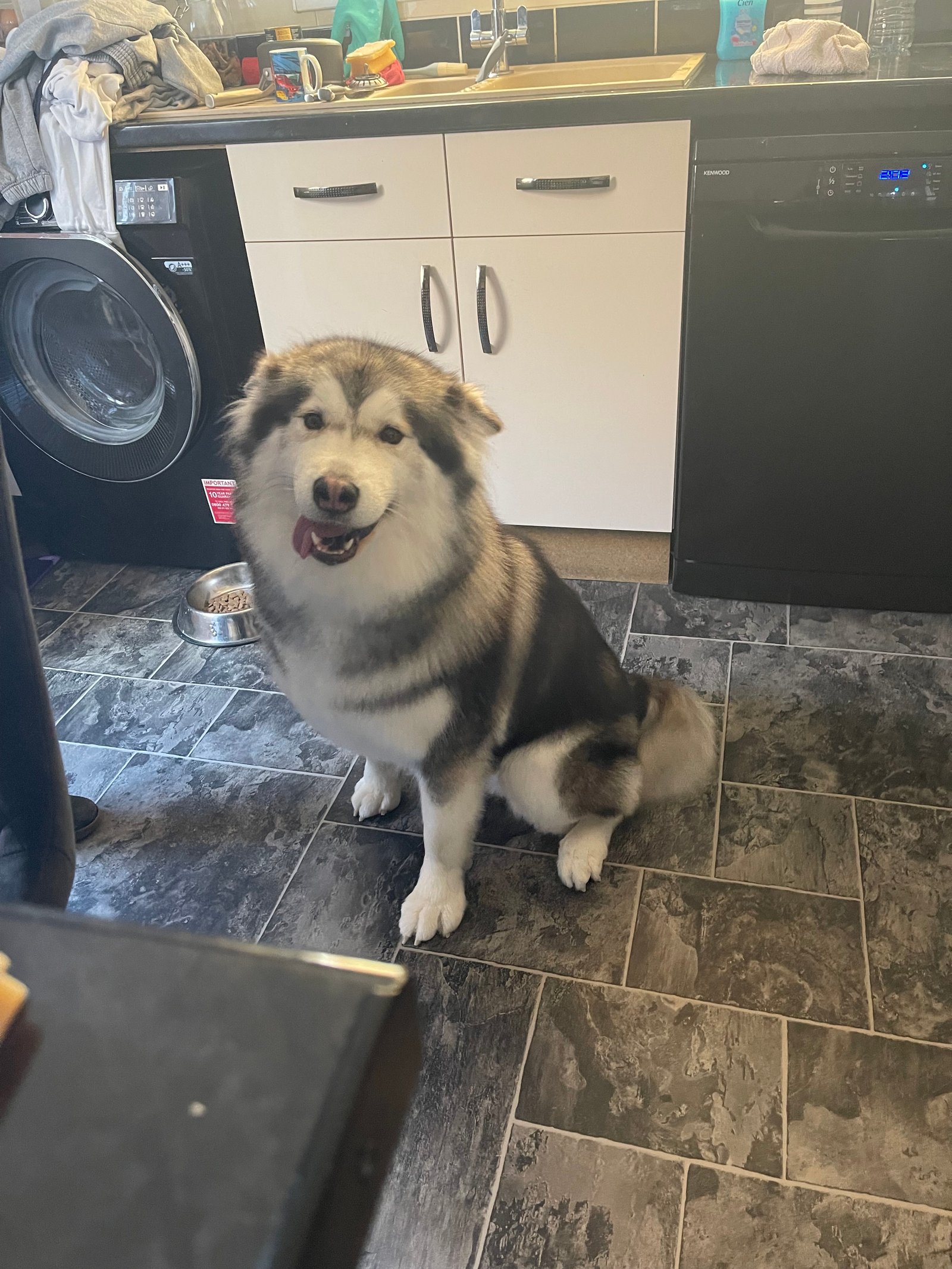 Siberian Husky Female 2 Years Old Great With Children