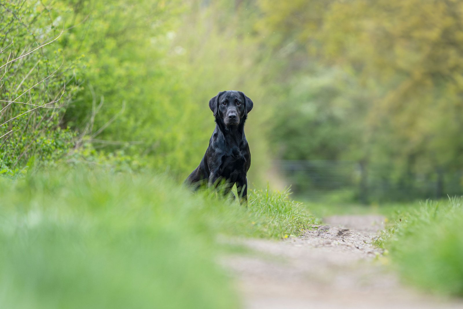 KC Reg, Fully Health Tested, Fox Red Labrador