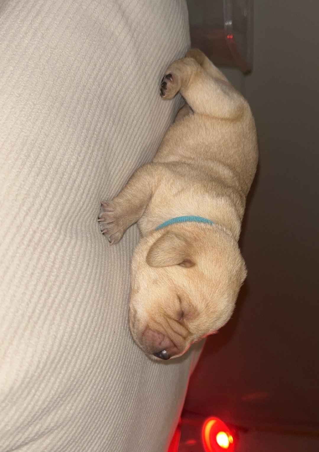 Gorgeous Labrador Puppies For Sale