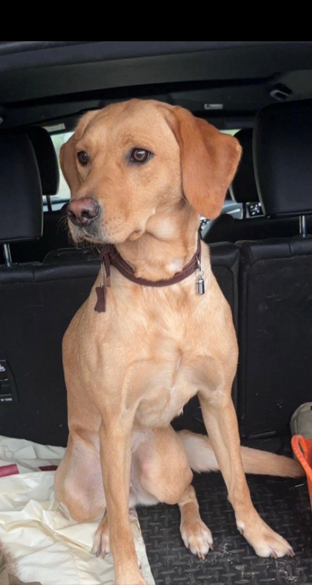 Gorgeous Labrador Puppies For Sale