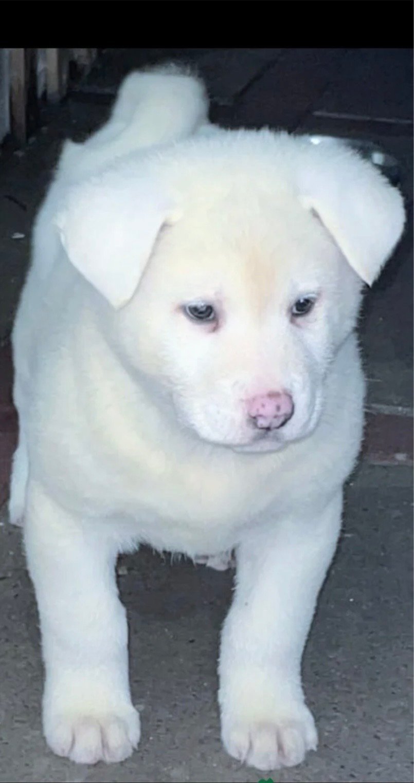 Japanese Akita Inu Puppies