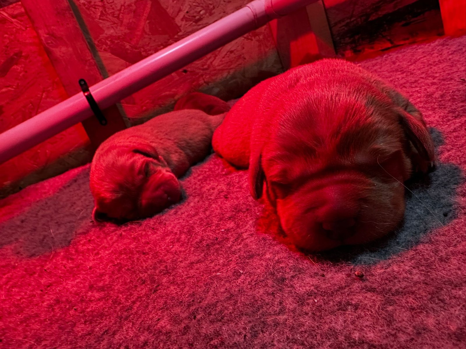 Red Labrador Puppies