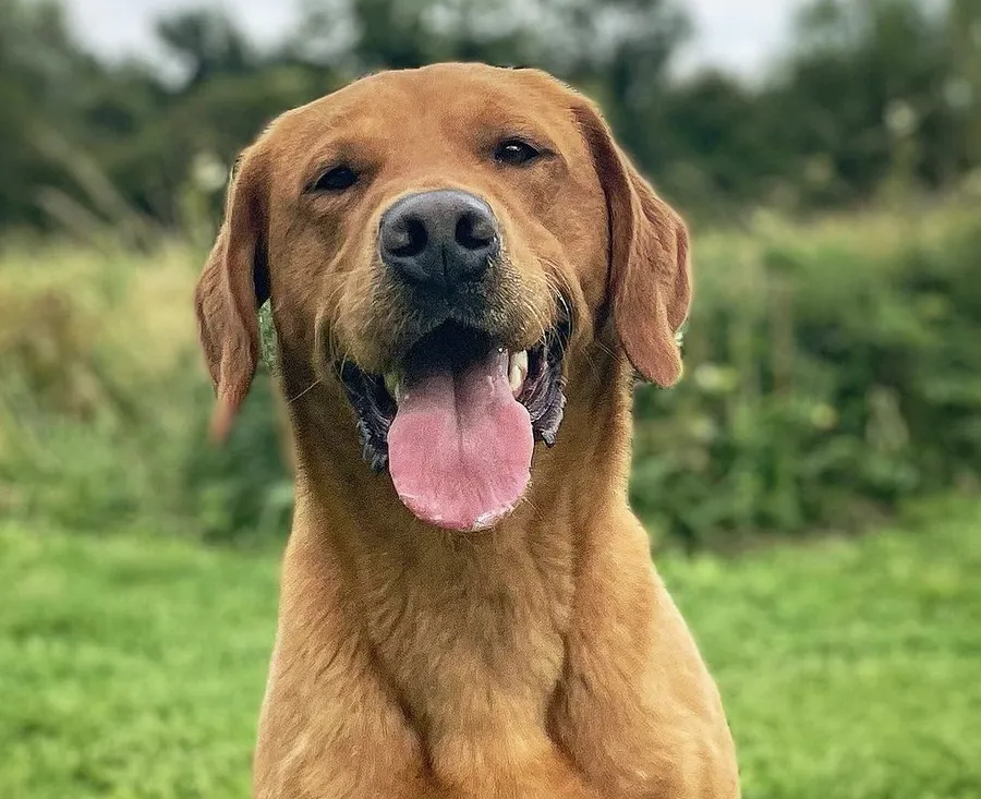 Mitch the Labrador The Reliable Stud Dog Available in Wiltshire