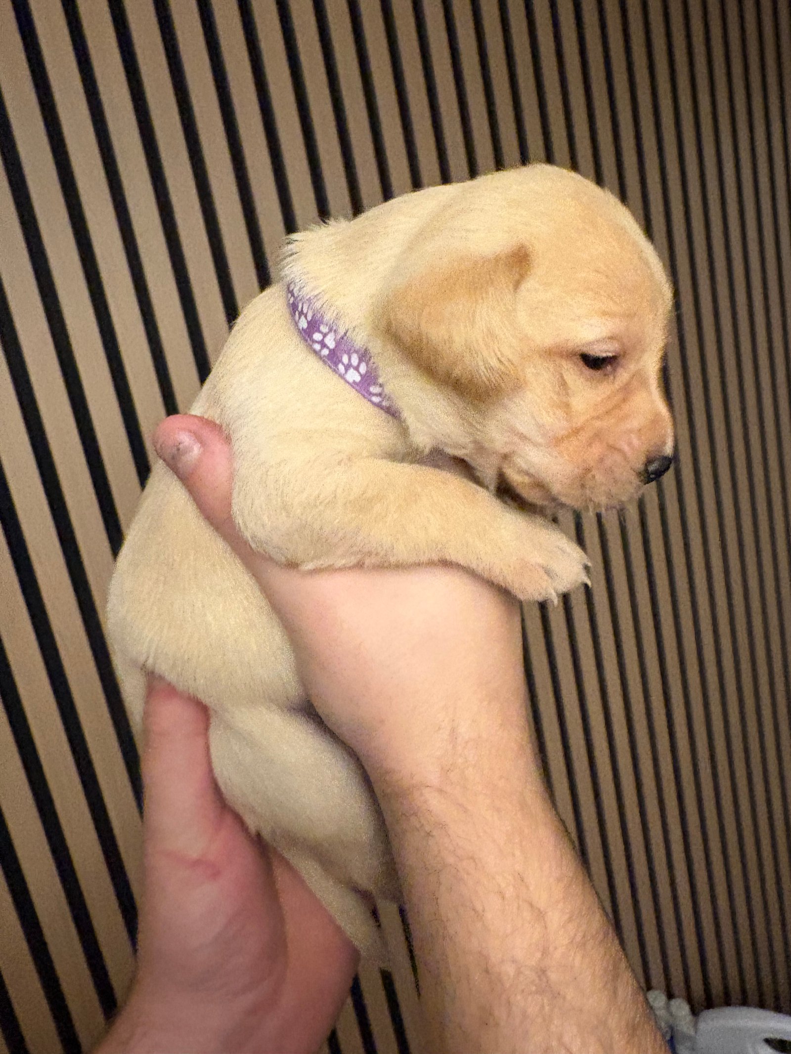 KC Registered Labrador Puppies For Sale