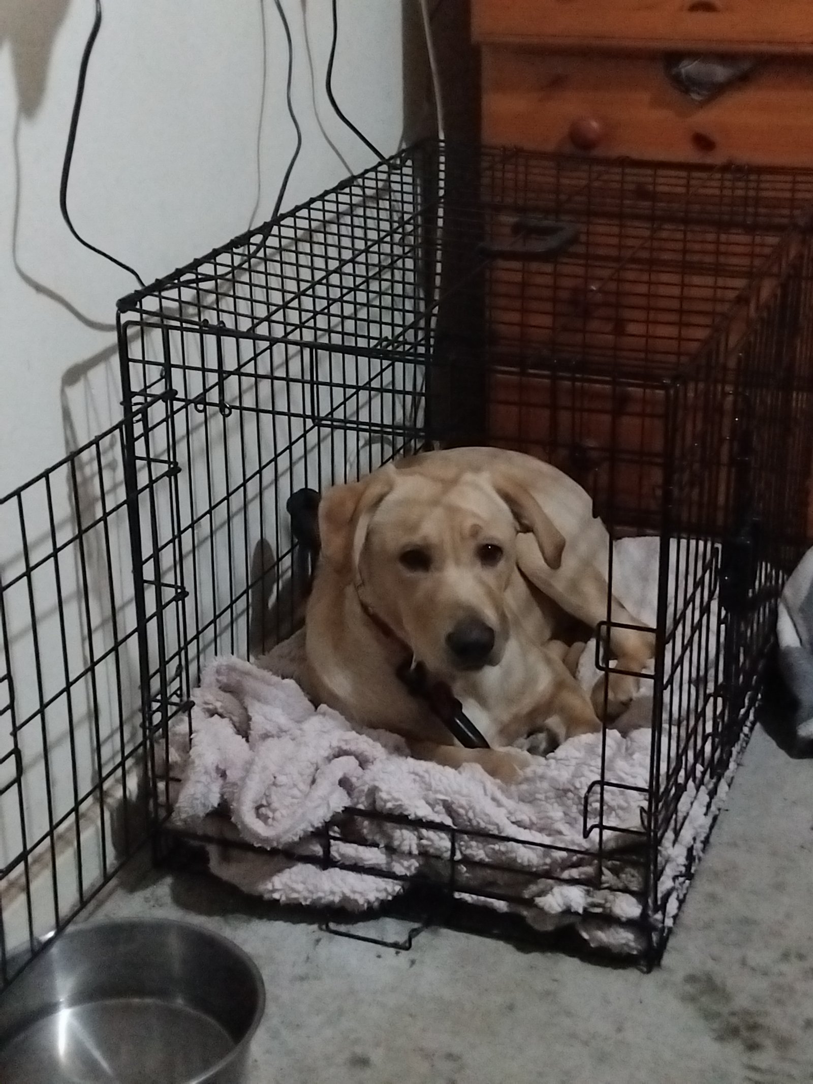 Trained Female Dog for Adoption