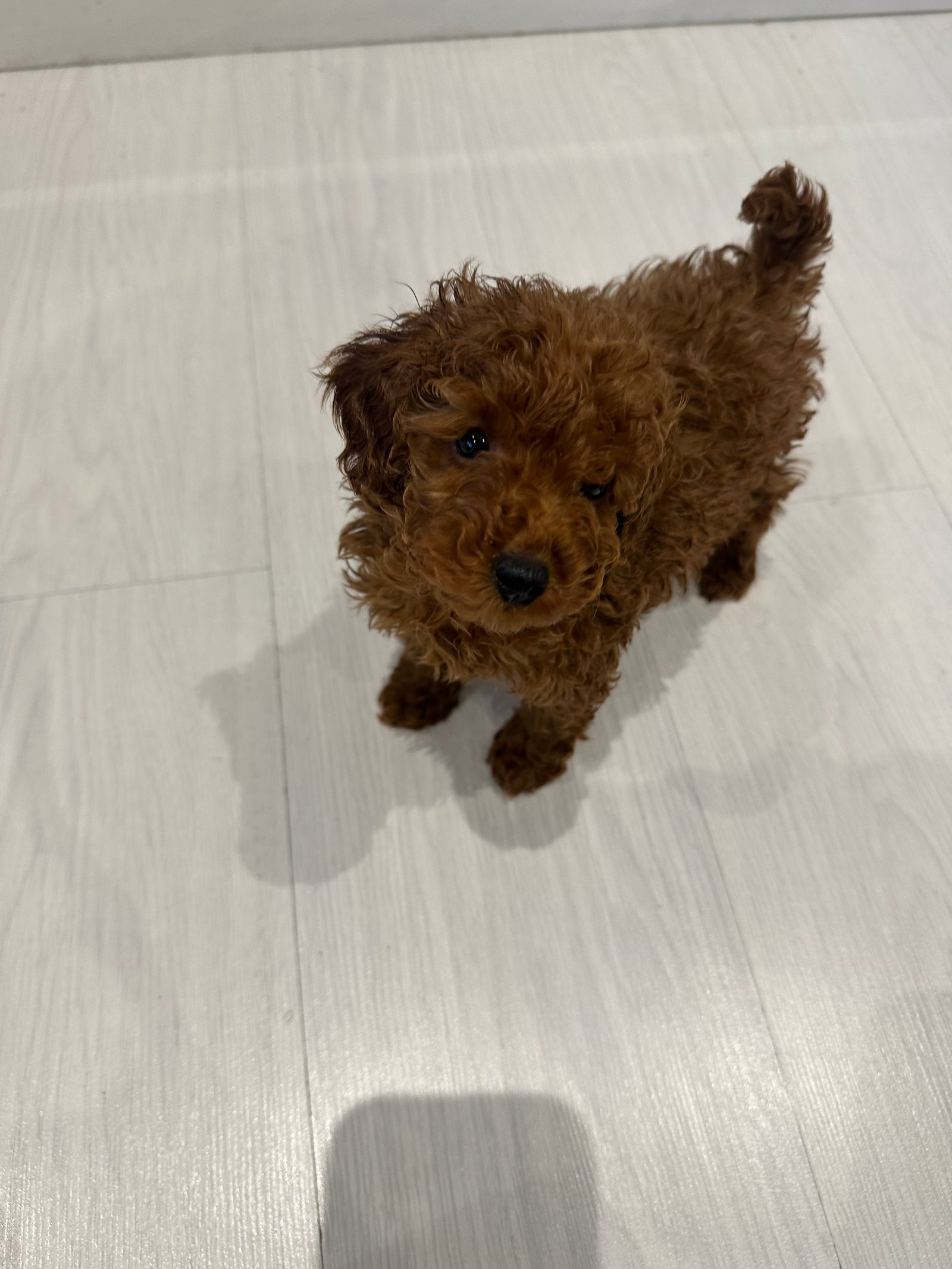 Red Toy Poodle Puppy 10 Weeks Old, Friendly, Vaccinated & Microchipped