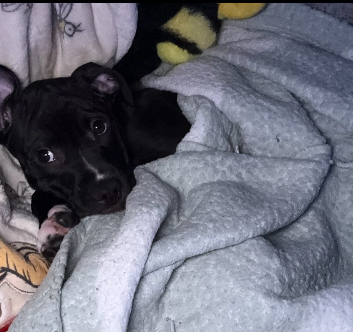 Staffordshire Bull Terrier Puppy