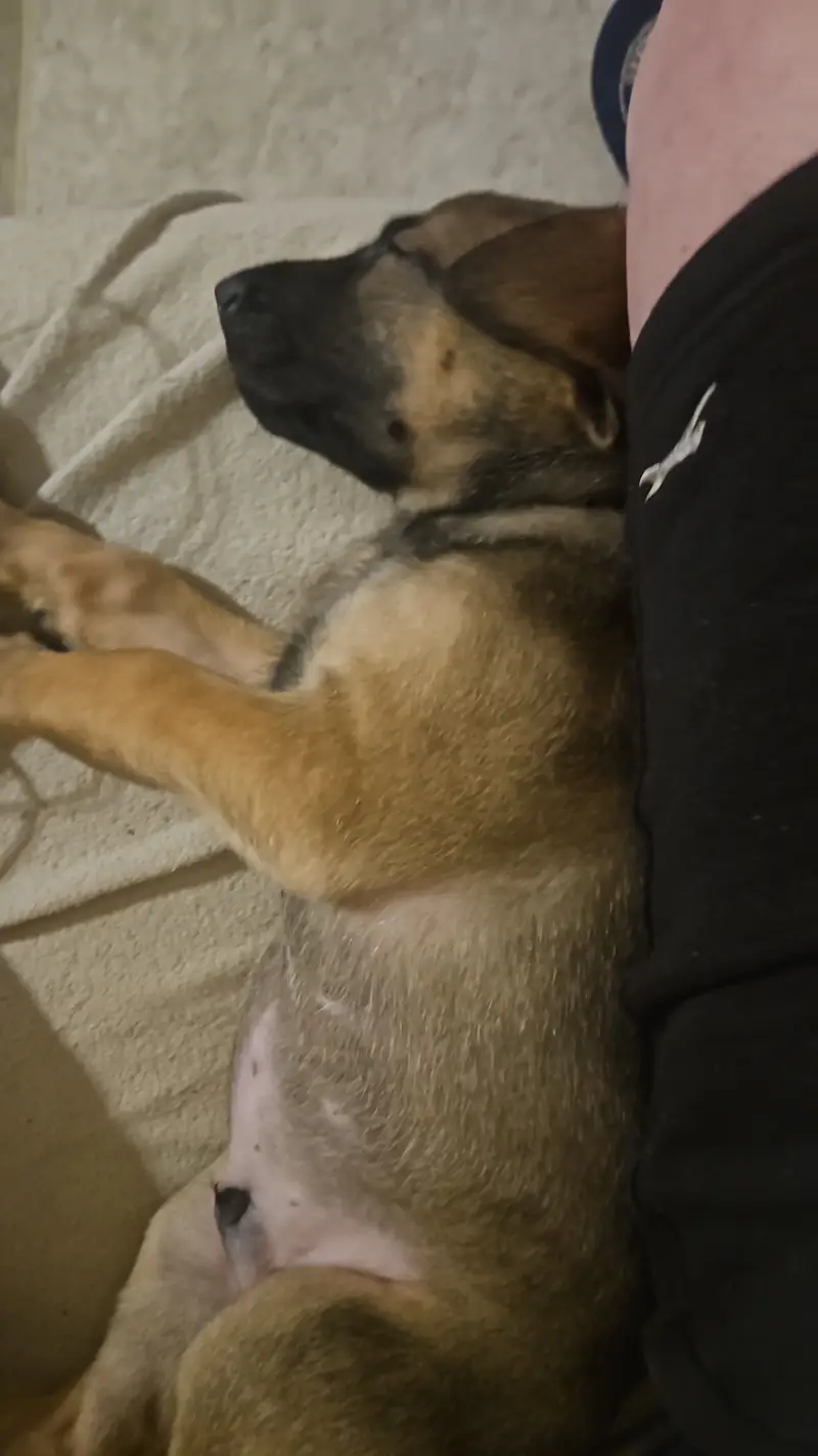 Rehoming Our German Shepherd Puppy River Loving Home Wanted