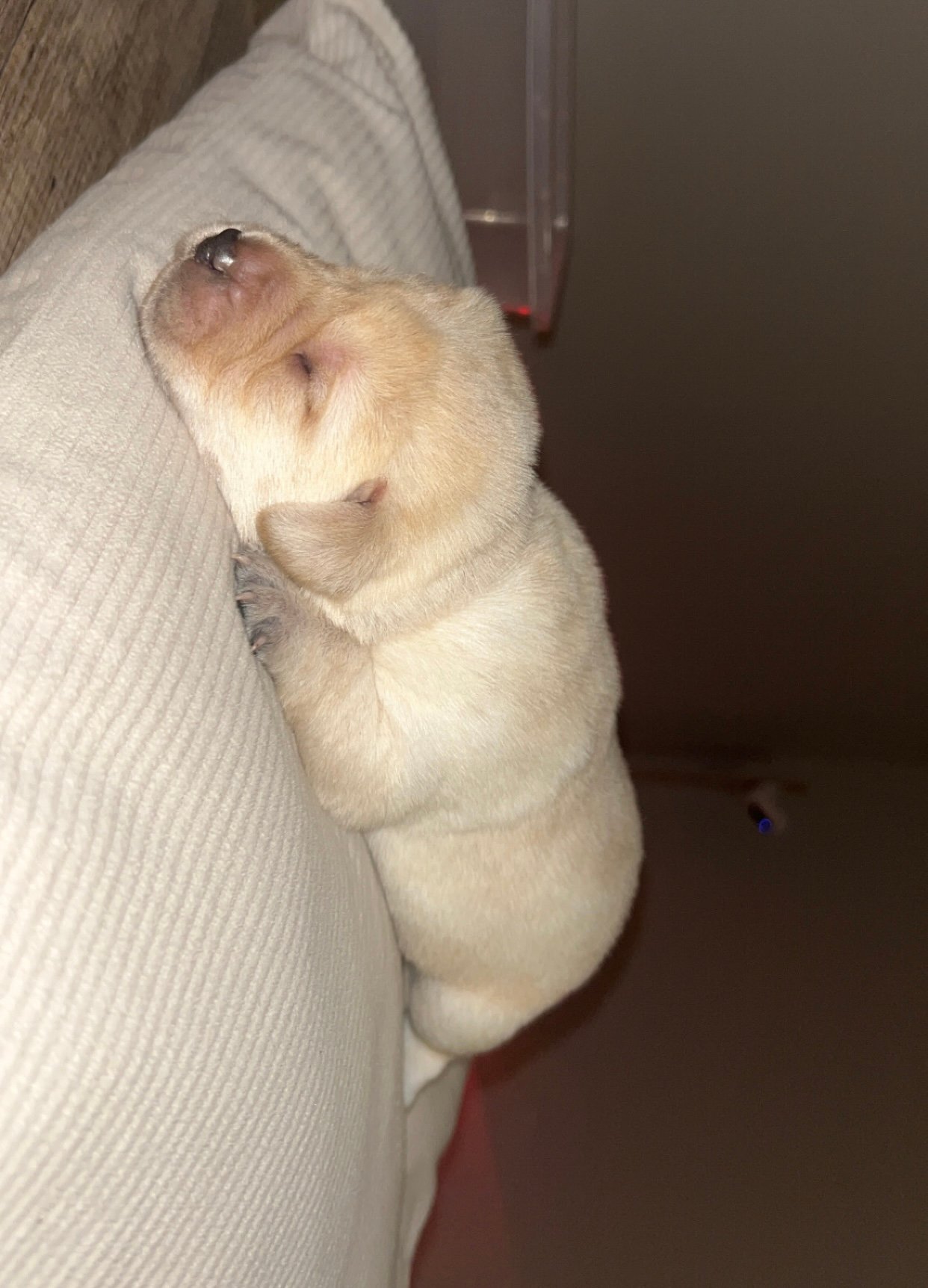 Gorgeous Labrador Puppies For Sale