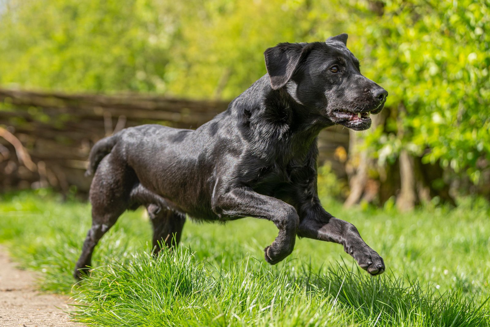 KC Reg, Fully Health Tested, Fox Red Labrador