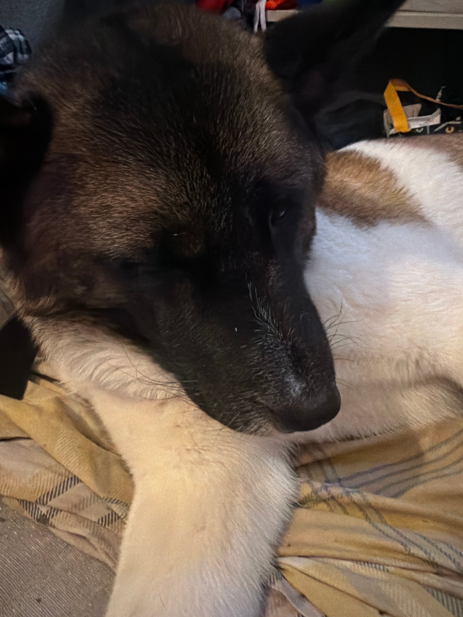 Erin Friendly 3 Year Old American Akita