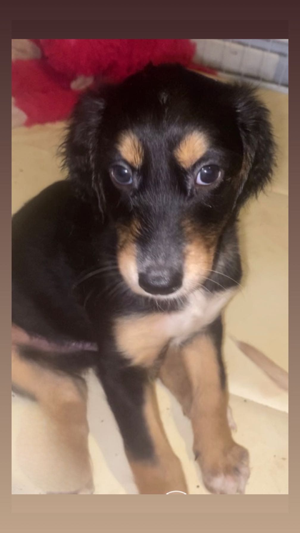 Beautiful Saluki Puppies  One Off Litter