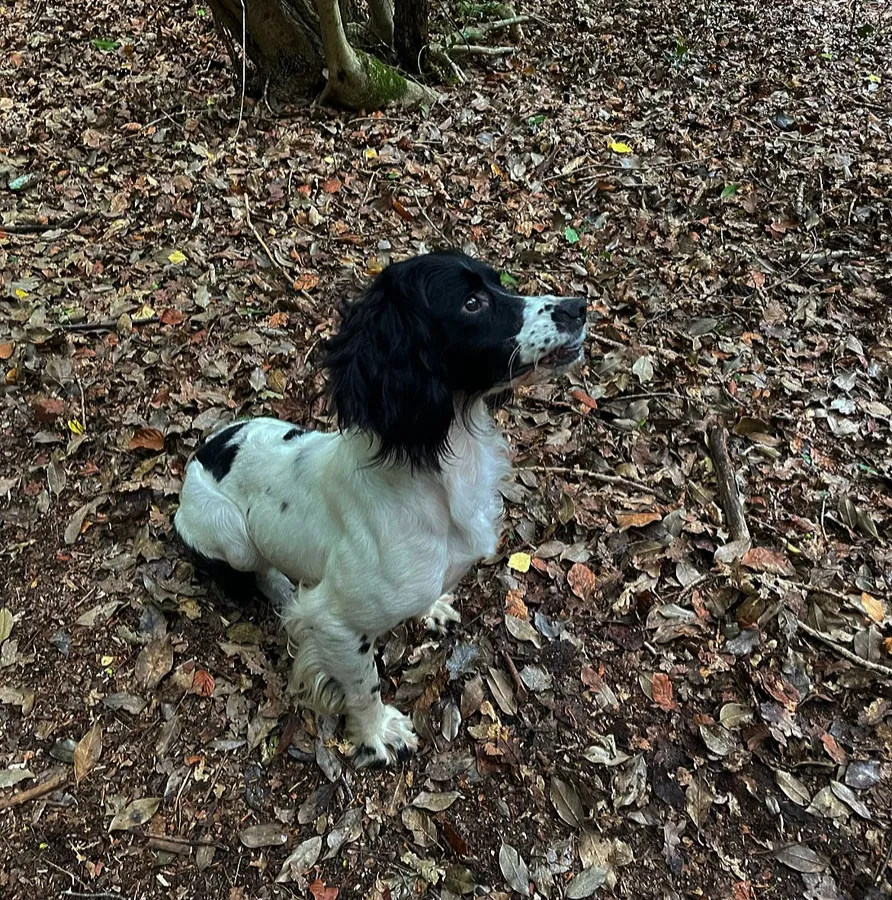 KC Ess Bitch Just Over 2 Years