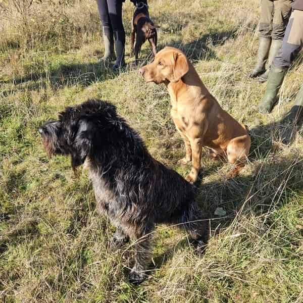 Fox Red Labrador At Stud